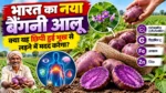 भारत का नया बैंगनी आलू: क्या ‘कुफरी जामुनिया’ छिपी हुई भूख से लड़ने में बनेगा मददगार?